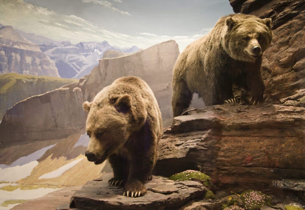 Stuzzicare l'Orso Cinese