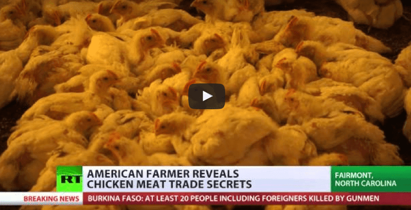 Faire des vagues : Des éleveurs révèlent les secrets du commerce de la viande de poulet en Amérique
