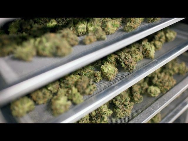 加拿大今年将成为第一个全面合法化大麻的G7国家