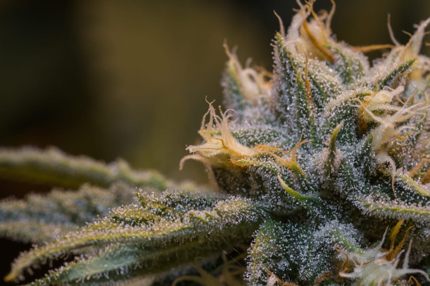 ABcann Global 与 Cannabis Wheaton 签署关于建设额外大麻种植设施的中期协议