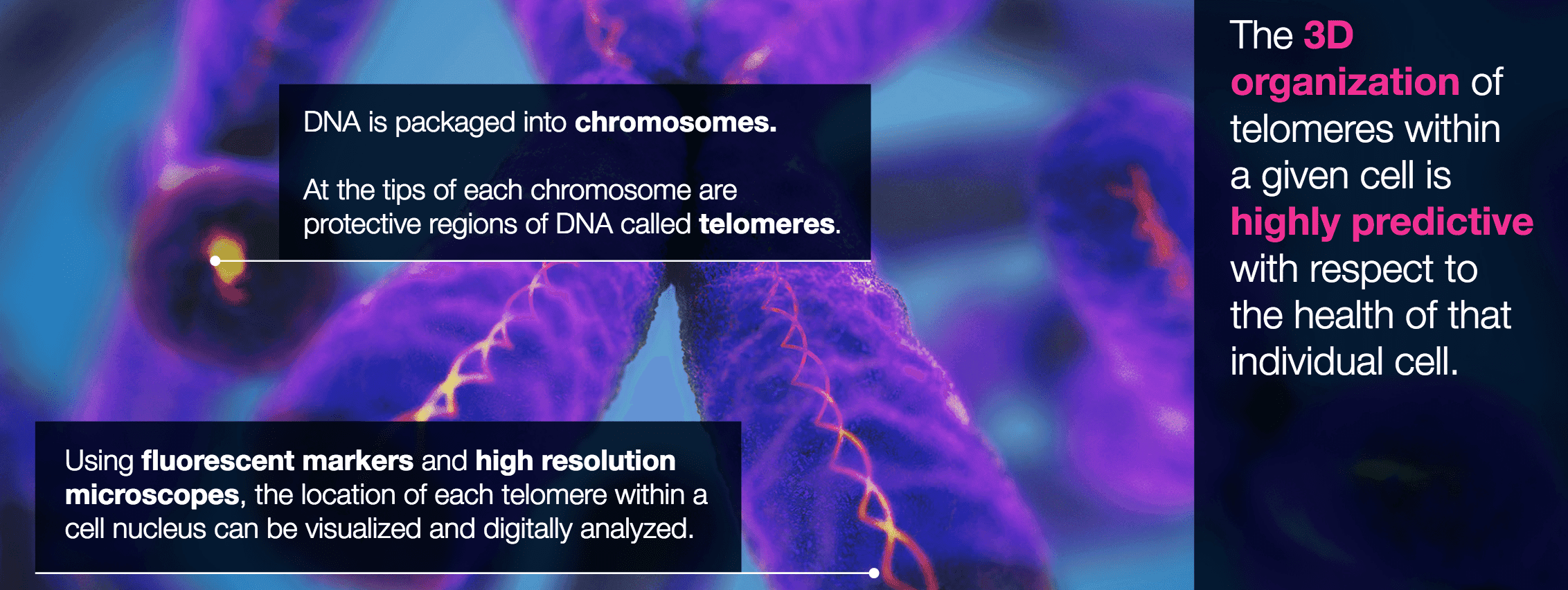 3d-telomeres