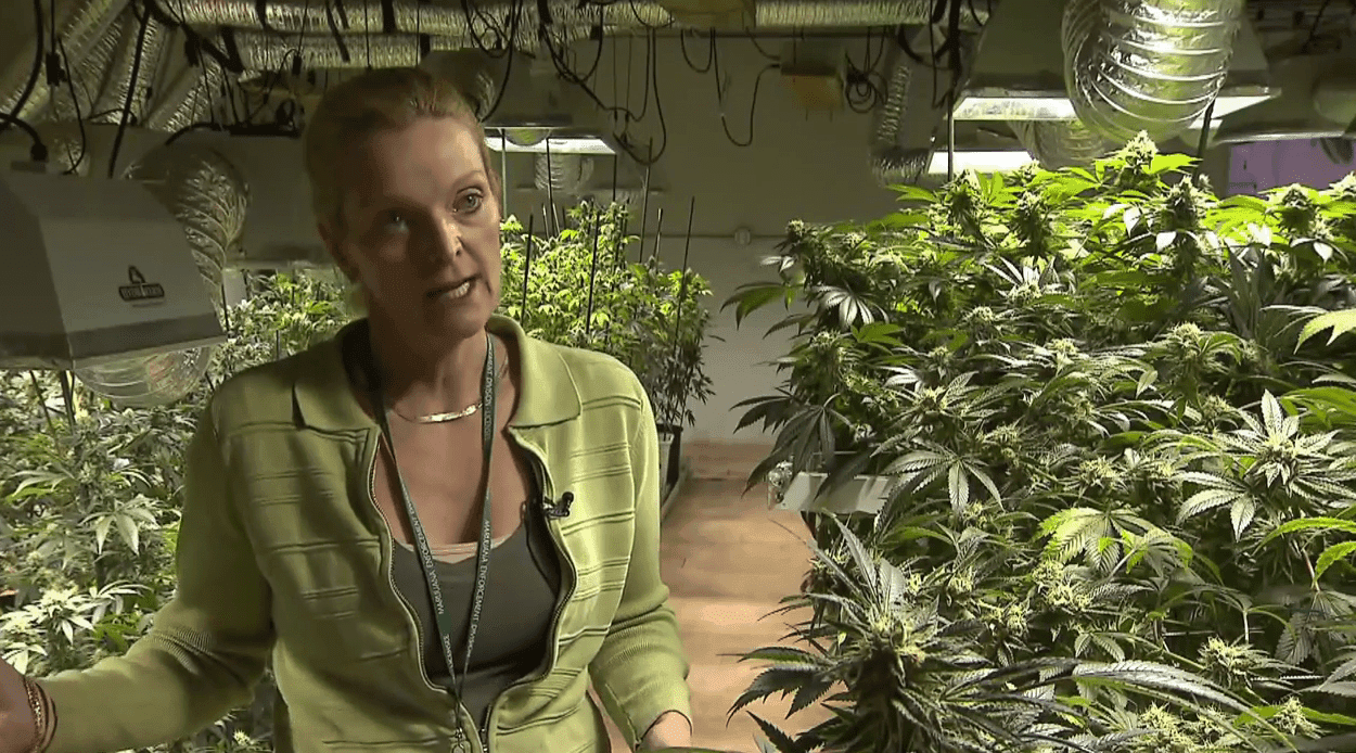 科罗拉多州大麻收入飙升,吸引大麻游客
