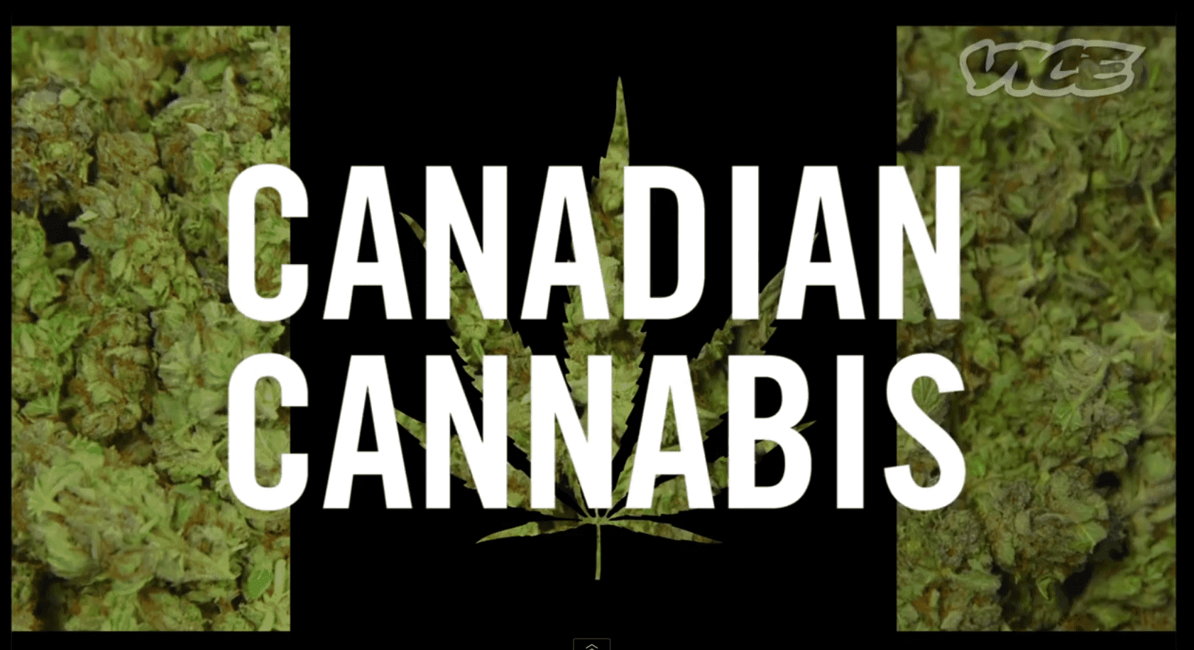 Dentro il nuovo sistema aziendale della cannabis in Canada: Canadian Cannabis (Episodio 1)