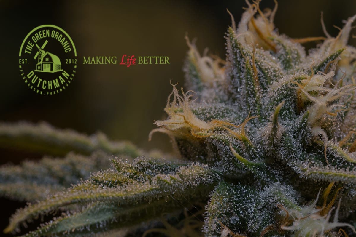 Aurora Cannbis Gagne du temps avec The Green Organic Dutchman