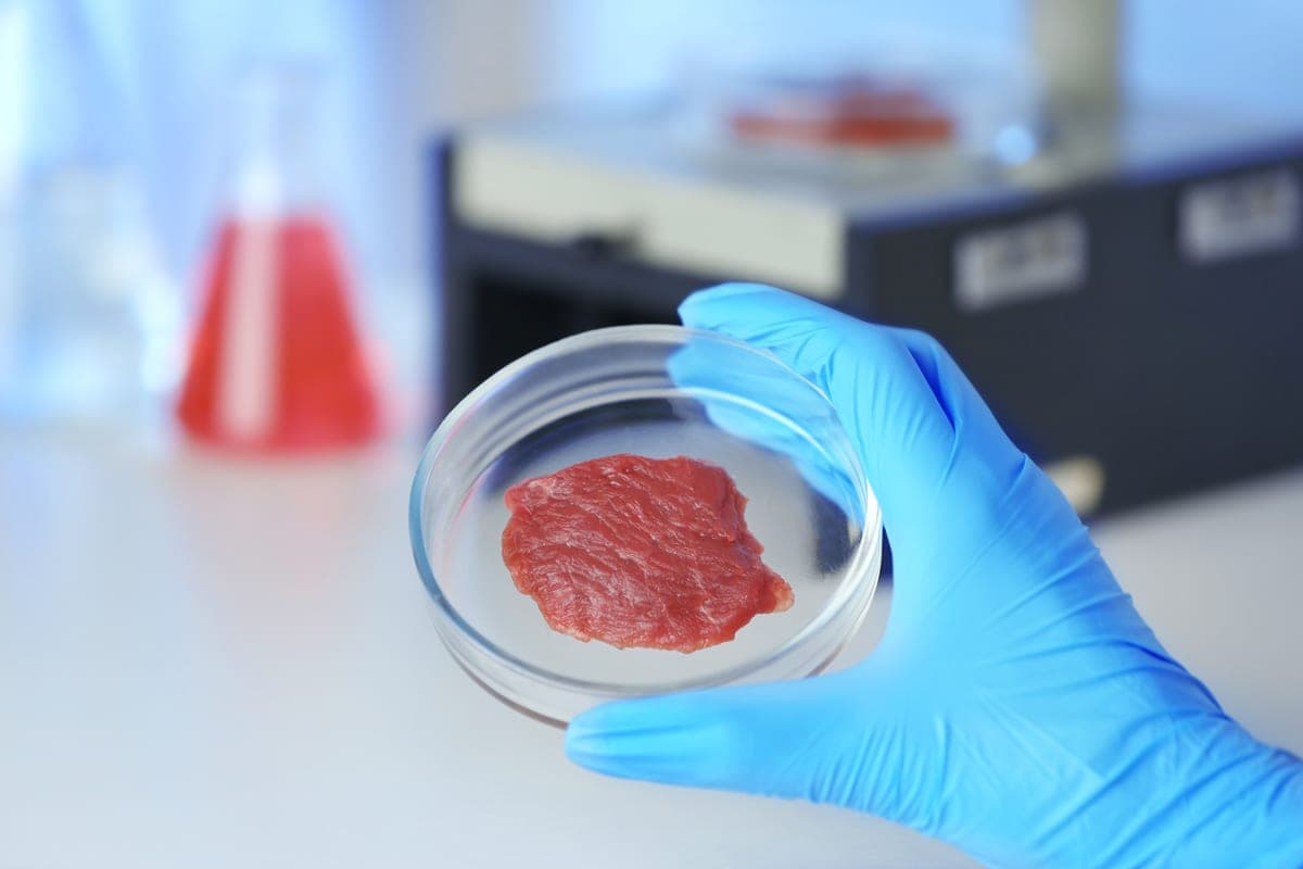 O Seu Próximo Bife Pode Vir de um Tubo de Ensaio: Carne Cultivada em Laboratório