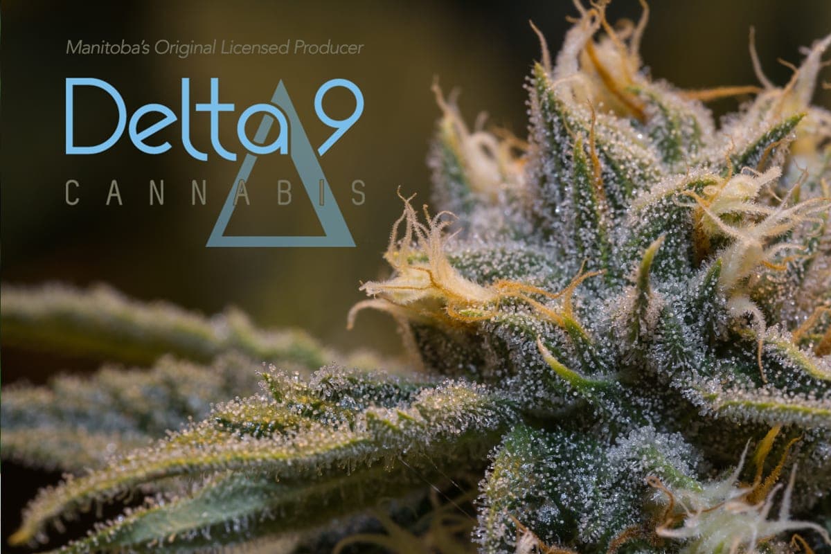 Delta 9: Il più grande attore nella legalizzazione della cannabis in Manitoba