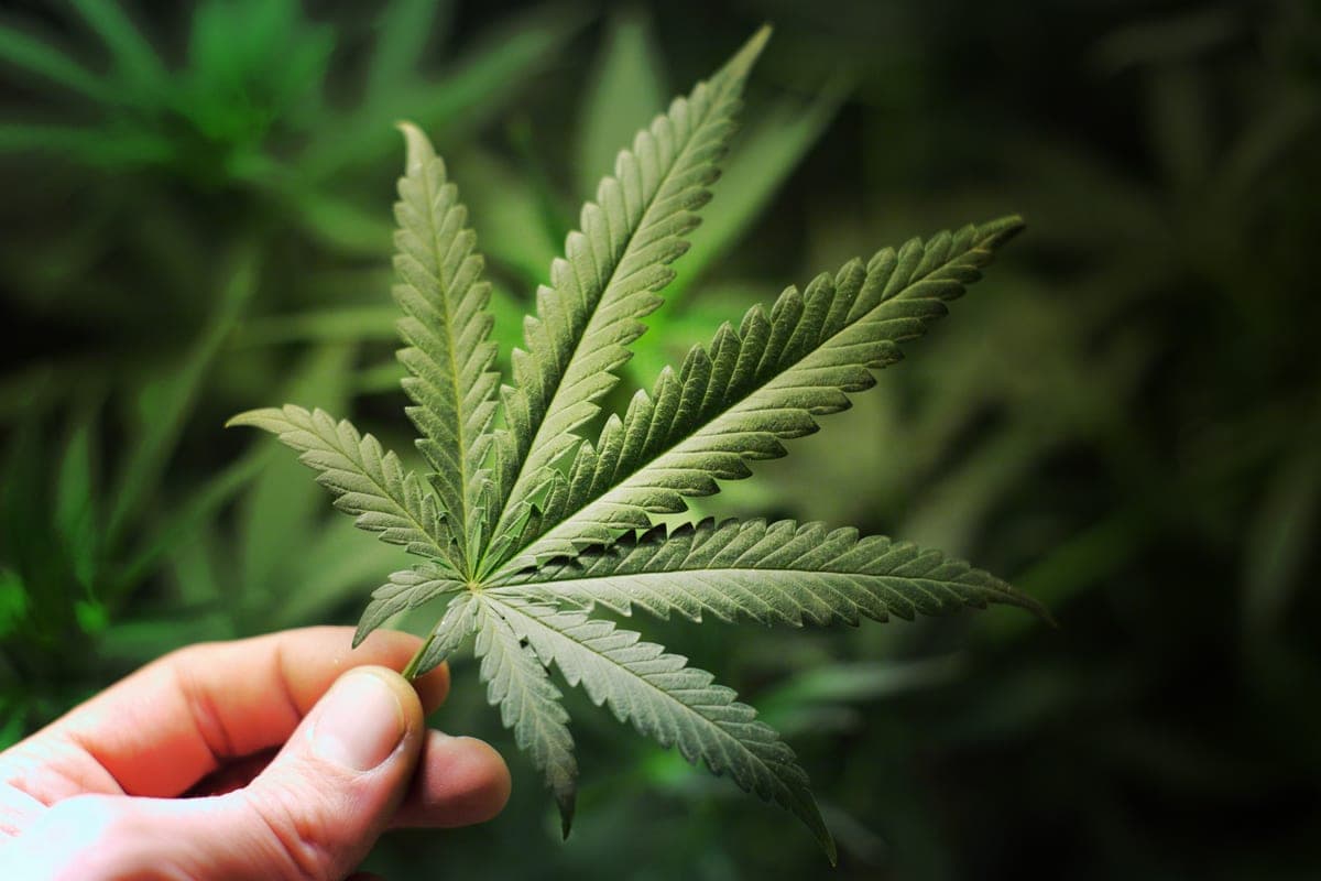El Primer Productor Licenciado de Manitoba Sale a Bolsa: Delta 9 Cannabis Inc.